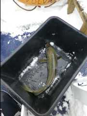 Cod Fishing26